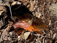 アラカブの釣果