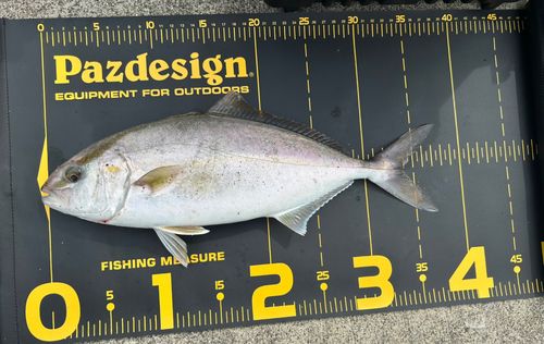 ショゴの釣果