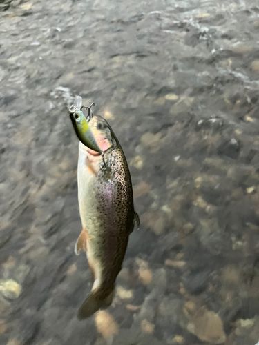 ニジマスの釣果
