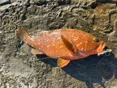 キジハタの釣果