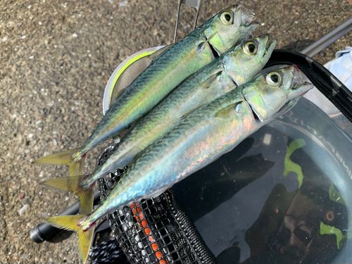 マサバの釣果