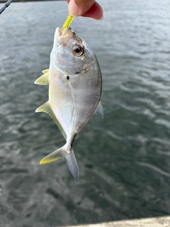 メッキの釣果