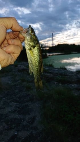 ラージマウスバスの釣果