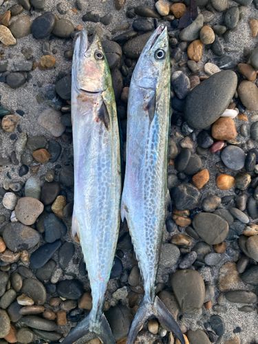 サゴシの釣果