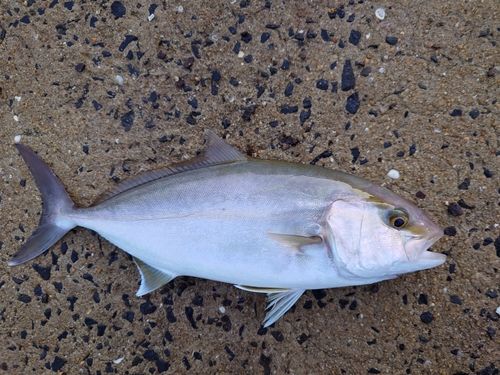 ネリゴの釣果