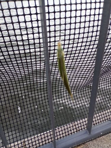 豊洲ぐるり公園