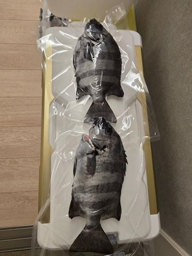 イシダイの釣果