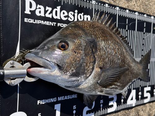 チヌの釣果