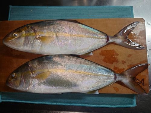 ショゴの釣果