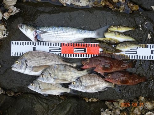舞鶴湾