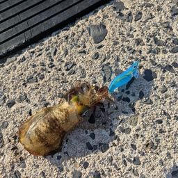 アオリイカ
