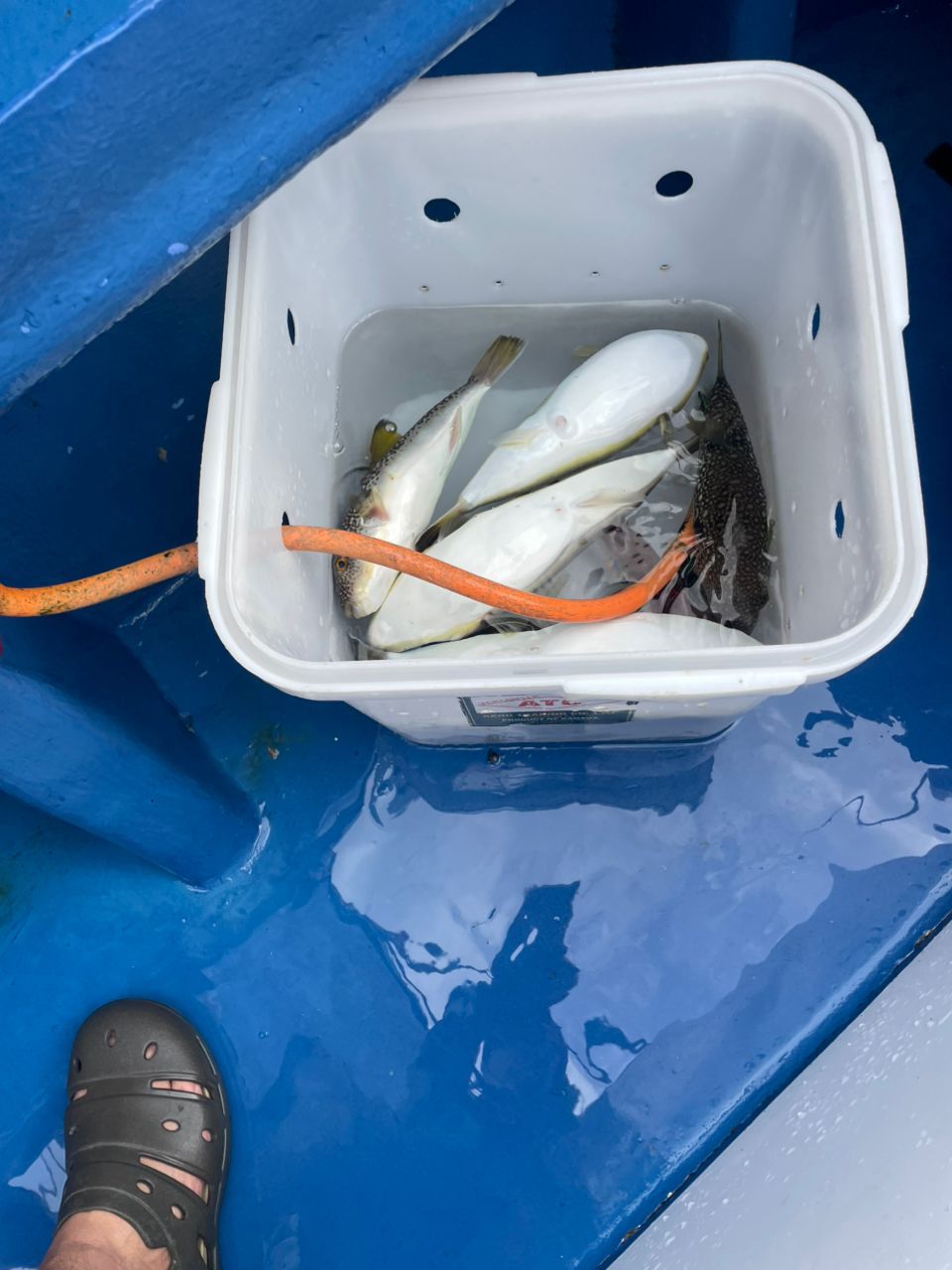 kouhe0110さんの釣果 2枚目の画像