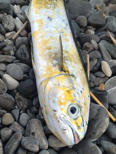 シイラの釣果