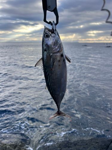 ハガツオの釣果