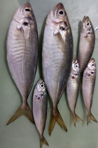マアジの釣果