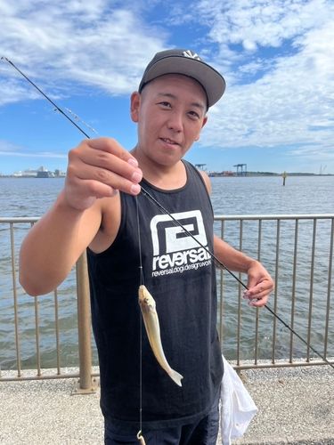 シロギスの釣果