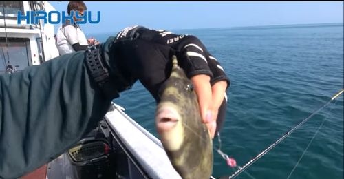 カワハギの釣果