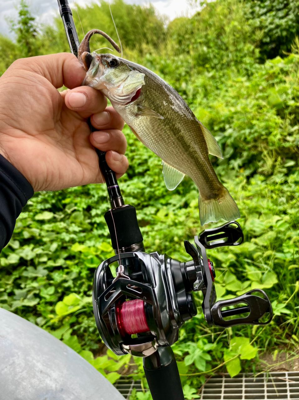 ラージマウスバス