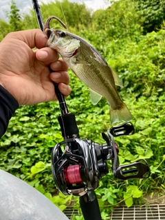 ラージマウスバスの釣果