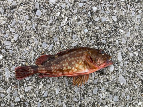 カサゴの釣果