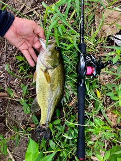ラージマウスバスの釣果