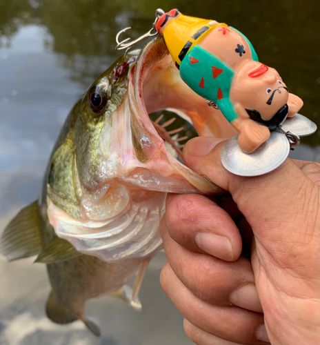 ラージマウスバスの釣果