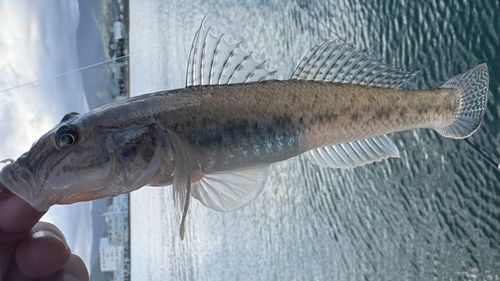 マハゼの釣果