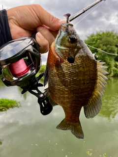 ブルーギルの釣果