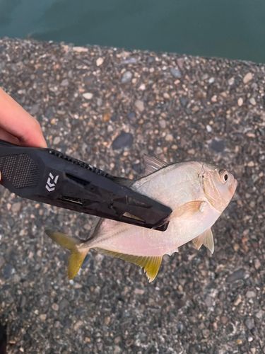 メッキの釣果