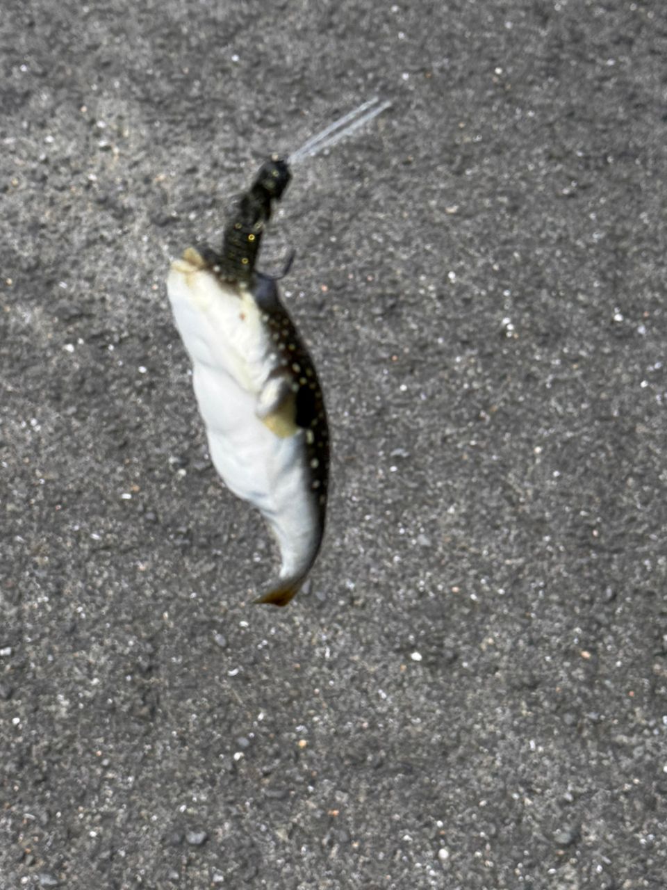 ショウサイフグ