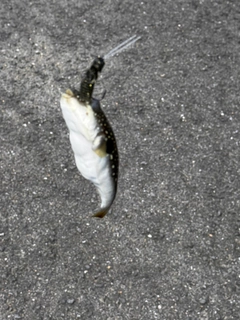 ショウサイフグの釣果