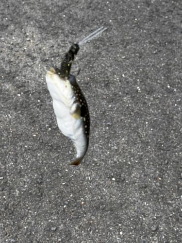 ショウサイフグの釣果