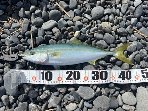 イナダの釣果