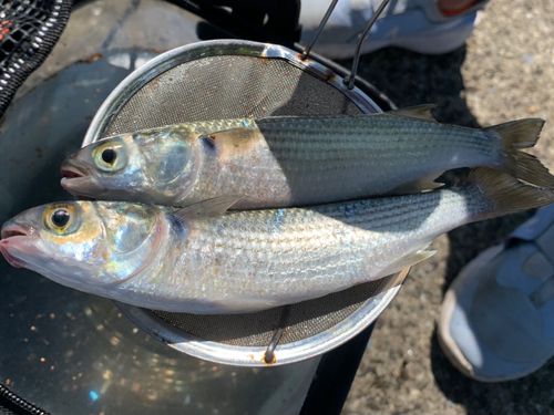 ボラの釣果