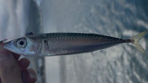サバの釣果