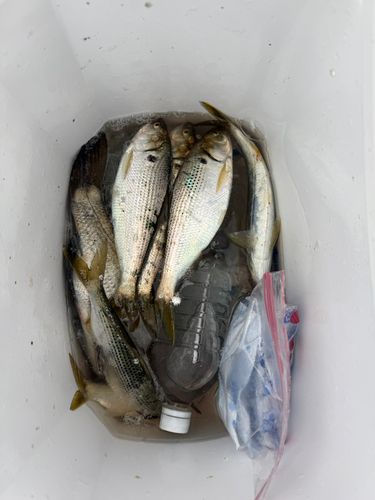 コノシロの釣果