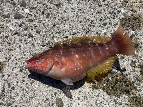 アカササノハベラの釣果