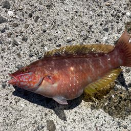 アカササノハベラ