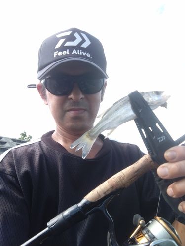 セイゴ（タイリクスズキ）の釣果