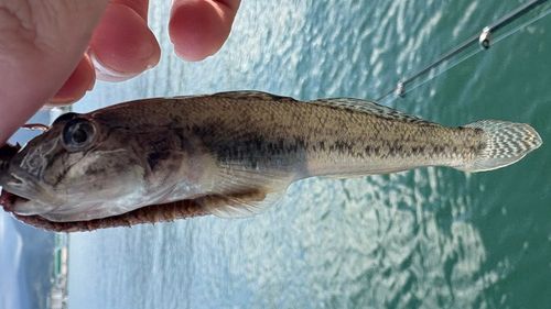 マハゼの釣果
