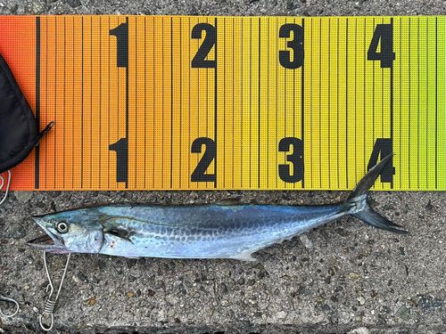 サゴシの釣果