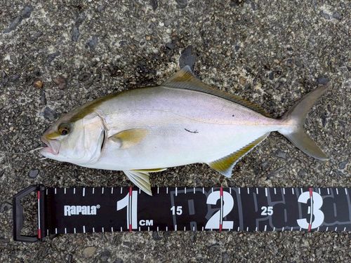 シオの釣果