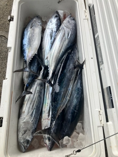 カツオの釣果