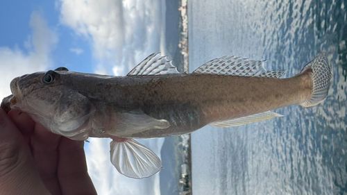 マハゼの釣果