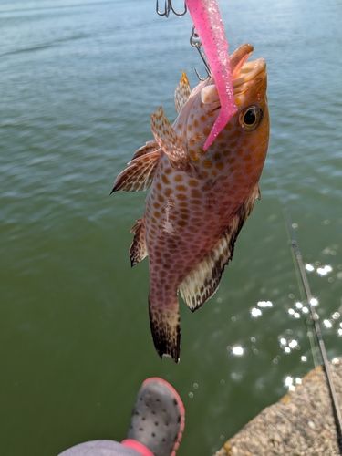 浦戸湾
