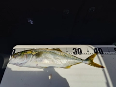 ハマチの釣果