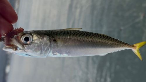 サバの釣果
