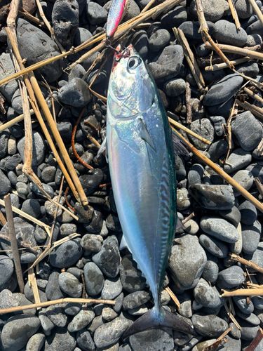 ソウダガツオの釣果