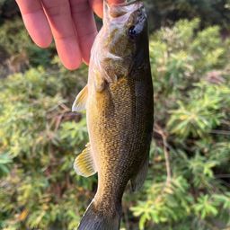 スモールマウスバス