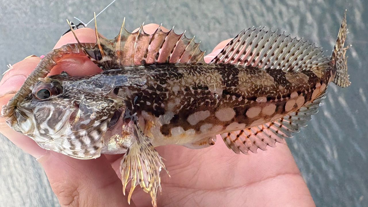 アサヒアナハゼ